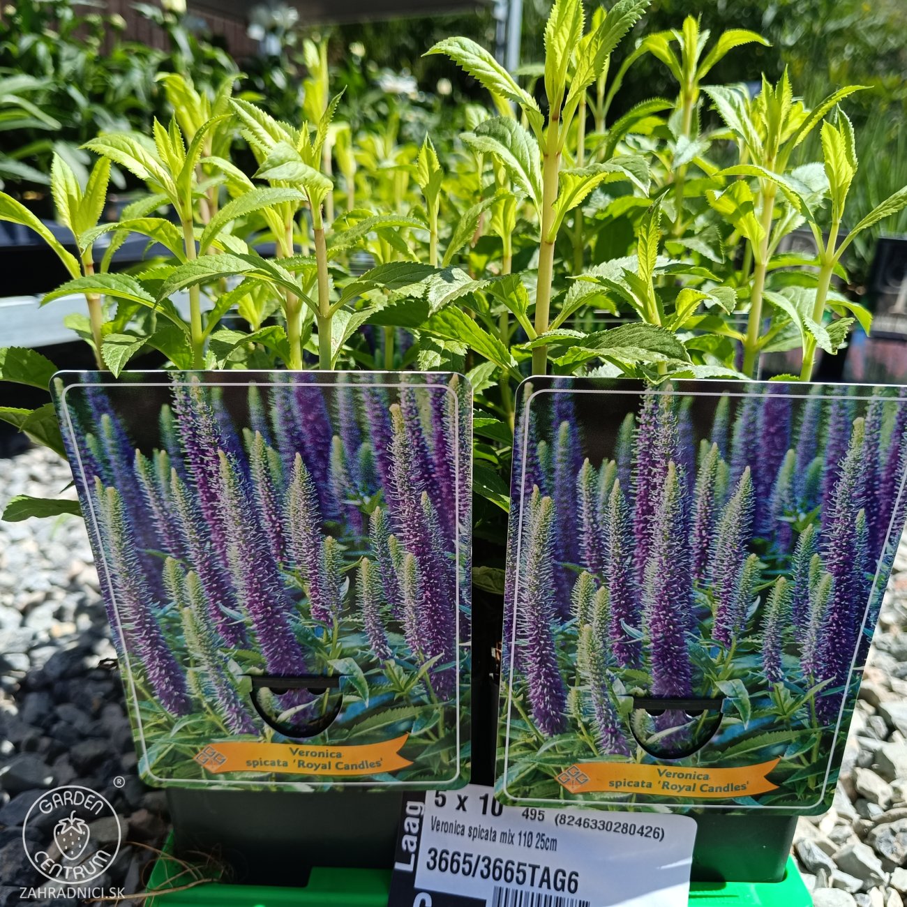 Obrázok Veronika špicatá (Veronica spicata) ´ROYAL CANDLES´ kont. C1L